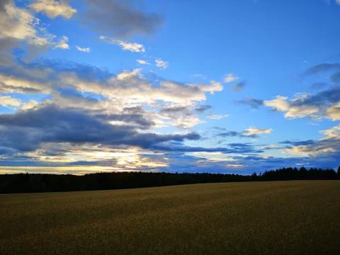 Wheat field summer landscape with dark forest in horizon and dramatic light b Stock Photos