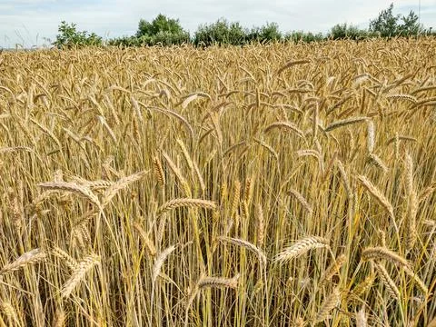 Wheat field in the summer in Maramures county, Romania Stock Photos
