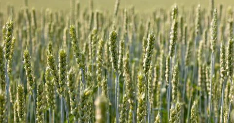 Wheat field on a summer Stock Photos