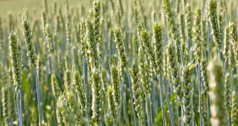 Wheat field on a summer Stock Photos
