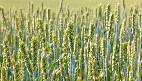 Wheat field on a summer Stock Photos