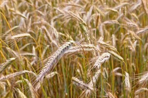 Wheat field on a summer Stock Photos
