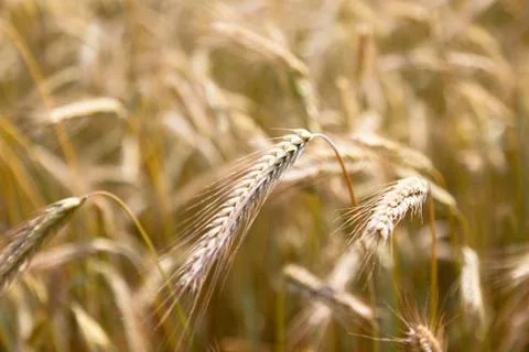 Wheat field on a summer Stock Photos