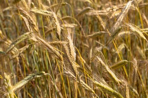 Wheat field on a summer Stock Photos