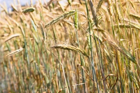 Wheat field on a summer Stock Photos