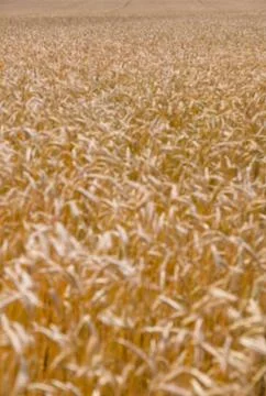 Wheat field on a summer Stock Photos