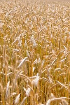 Wheat field on a summer Stock Photos