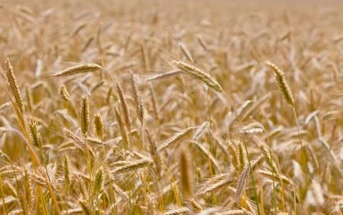 Wheat field on a summer Stock Photos
