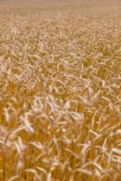 Wheat field on a summer Stock Photos