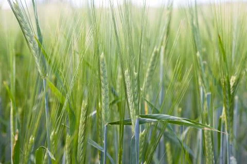 Wheat field on a summer Stock Photos