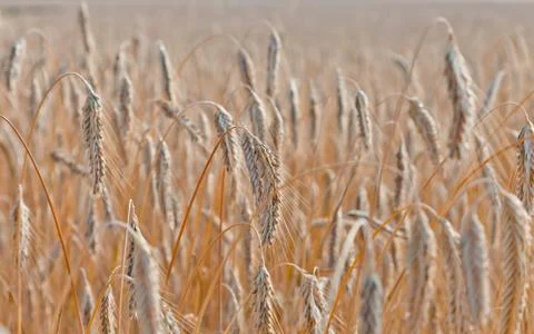 Wheat field on a summer Stock Photos
