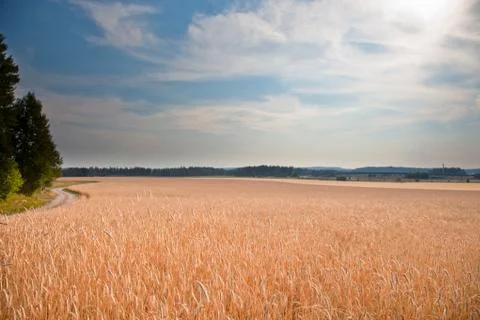 Wheat field on a summer Stock Photos