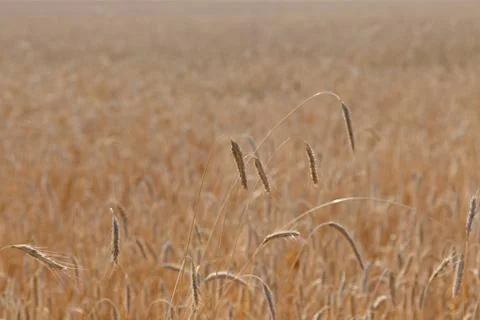 Wheat field on a summer Stock Photos