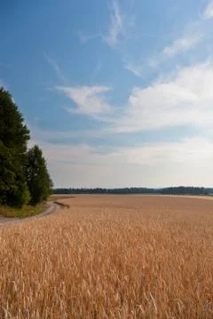 Wheat field on a summer Stock Photos