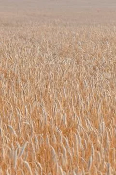 Wheat field on a summer Stock Photos