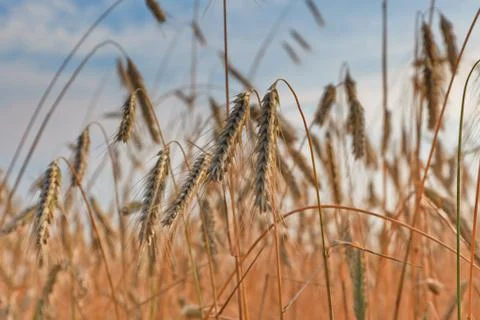 Wheat field on a summer Stock Photos