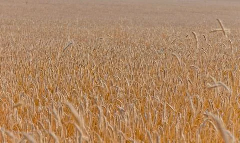 Wheat field on a summer Stock Photos