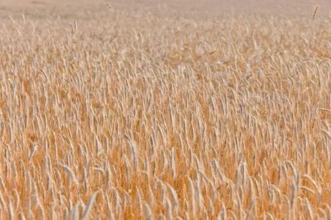 Wheat field on a summer Stock Photos