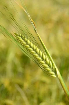 Wheat field in the summer Foto stock