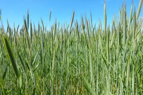 Wheat Field in Summer Stock Photos