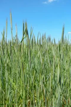 Wheat Field in Summer Stock Photos