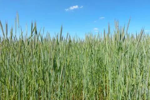 Wheat Field in Summer Stock Photos