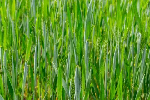 Wheat field in summer Stock Photos