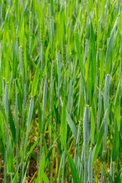 Wheat field in summer Stock Photos