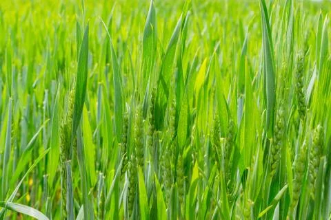 Wheat field in summer Stock-Fotos