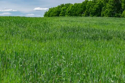Wheat field in summer Stock Photos