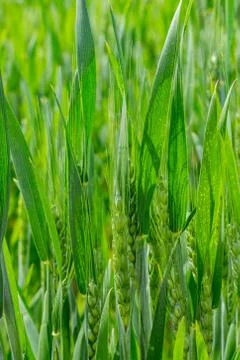 Wheat field in summer Stock Photos