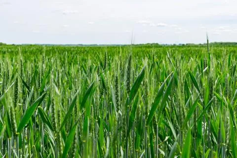 Wheat field in summer Stock Photos