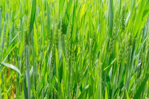 Wheat field in summer Stock Photos