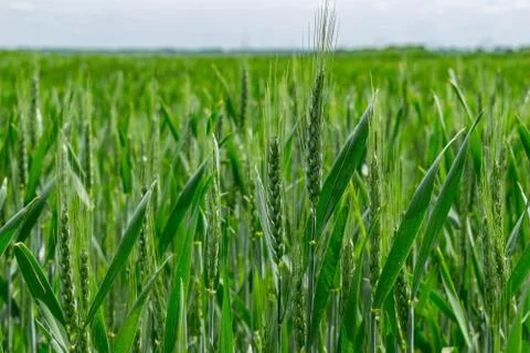 Wheat field in summer Stock Photos