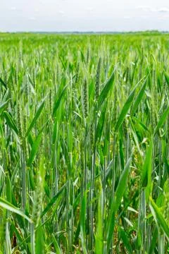 Wheat field in summer Stock Photos