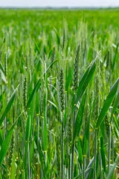 Wheat field in summer Stock Photos