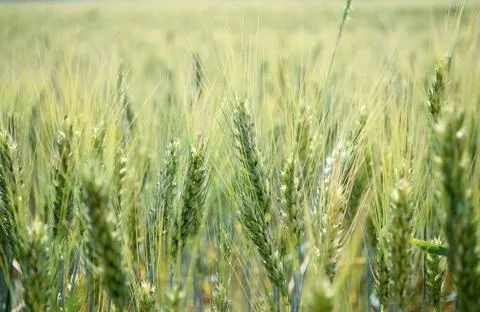 Wheat field in summer Stock Photos
