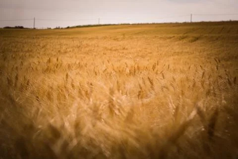 Wheat Field at Summer Stock Photos