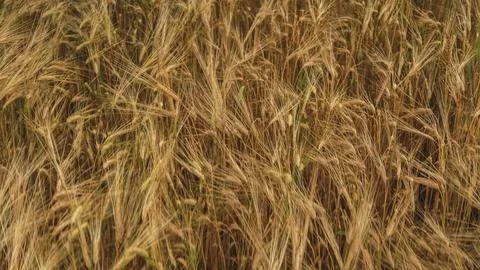 Wheat field in summer Stock Photos