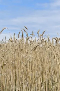 A wheat field in summer Stock Photos