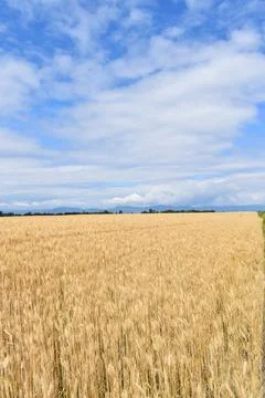 A wheat field in summer Stock Photos