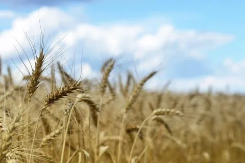 Wheat field in the summer Foto stock