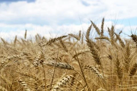 Wheat field in the summer Stock Photos