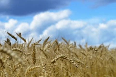 Wheat field in the summer Stock Photos