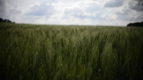 Wheat Field On The Summer Rain Video stock 84141001
