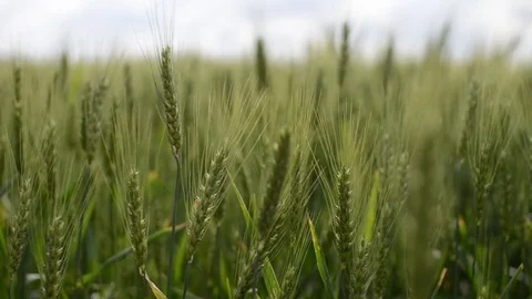 Wheat Field On The Summer Rain Video stock 84141063