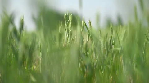Wheat field in summer at slow motion Stock Footage 334126488