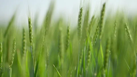 Wheat field in summer at slow motion Vídeos de archivo 334126495