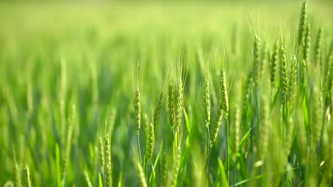 Wheat field in summer at slow motion Stock-Footage 334126538