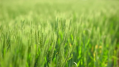 Wheat field in summer at slow motion Vídeos de archivo 334126540